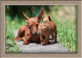 Zwergpinscher