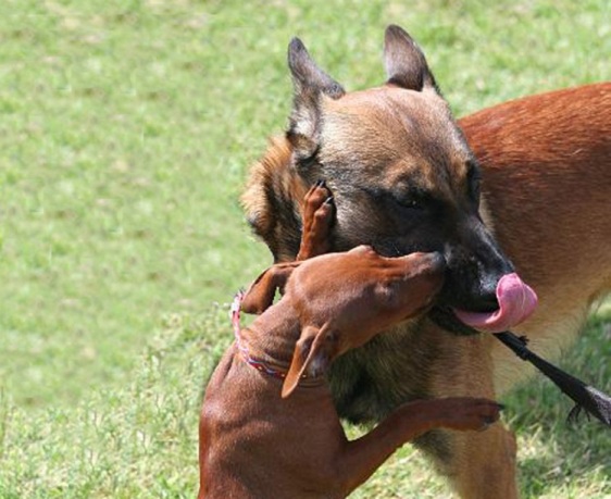 Bosco ritrova Jethro