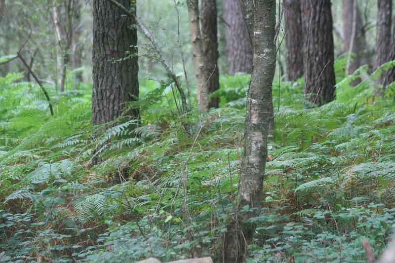 Foret6.jpg