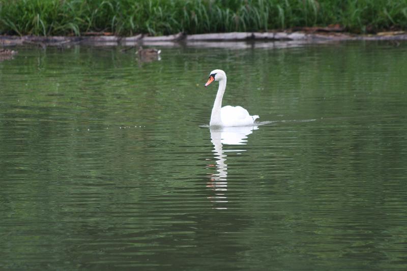 Cigno.jpg