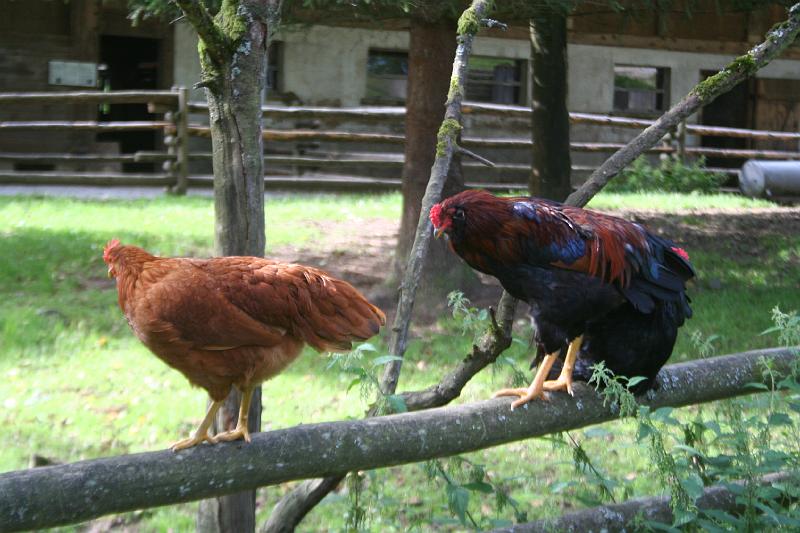 galli.jpg