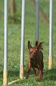 RoryAgility