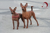 Daisy e Rory