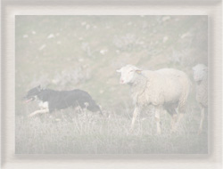 Sheepdog